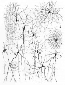 illustrazione di Ramón y Cajal